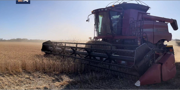 俄乌冲突导致全球小麦供应紧缺 南美小麦主产国能雪中送炭吗？