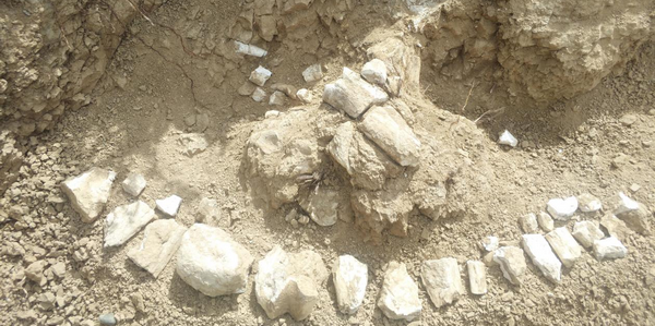 距今约800万年！新疆温泉县发现三趾马动物群化石