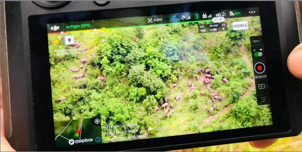 泰国他兰国家公园野生大象频繁外出觅食 周边村庄损失惨重
