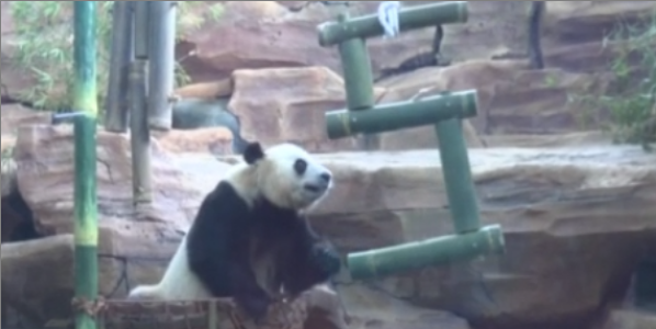 中国大熊猫旅居印尼5周年 印尼举行纪念活动