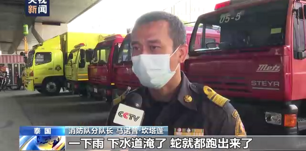 泰国曼谷蛇灾严重 总台记者跟拍消防队抓蛇