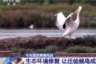 世界候鸟日丨我国生态环境持续改善 吸引候鸟驻足“加油”