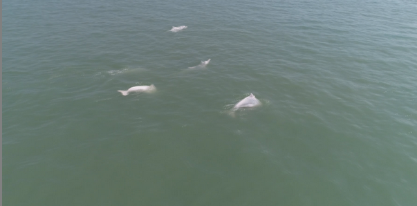 广西合浦又现成群中华白海豚水中畅游