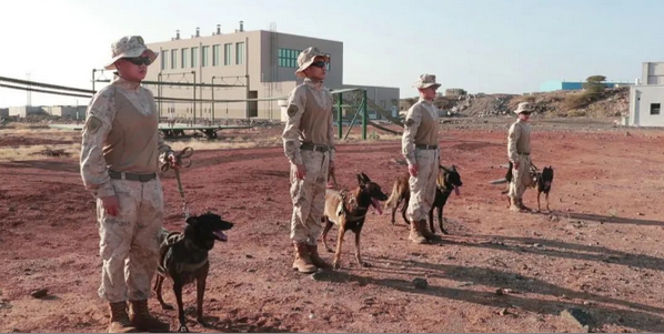 勇猛又有爱！军犬在海外“上班”，有什么不一样？