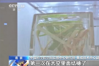 水稻在太空结穗！中国空间站已展开多项科学实验