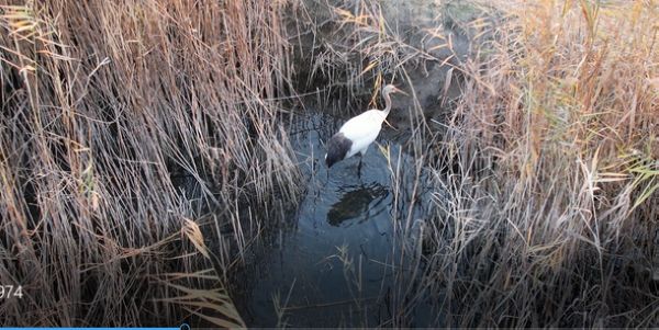 雄安新区：白洋淀首次记录到丹顶鹤的动态影像