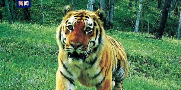 虎豹家族又添新成员！东北虎豹国家公园监测到幼虎10只幼豹7只