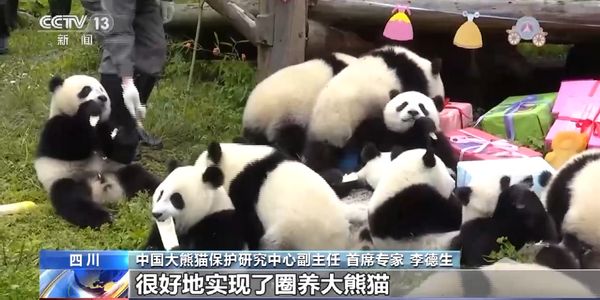 中国大熊猫保护研究中心：为大熊猫国家公园建设提供科技支撑