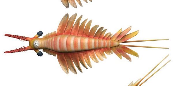 远古发现丨我国科学家命名5.18亿年前“帽天山开拓虾”