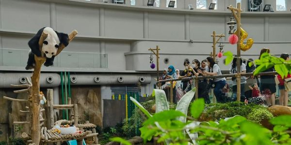 马来西亚国家动物园为大熊猫“谊谊”庆祝5岁生日