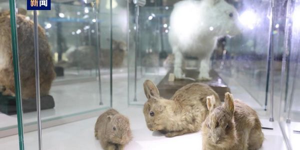 看萌兔的“前世今生” 兔年生肖展在上海自然博物馆开展