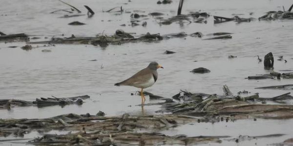鄱阳湖保护区迎来夏候鸟——灰头麦鸡
