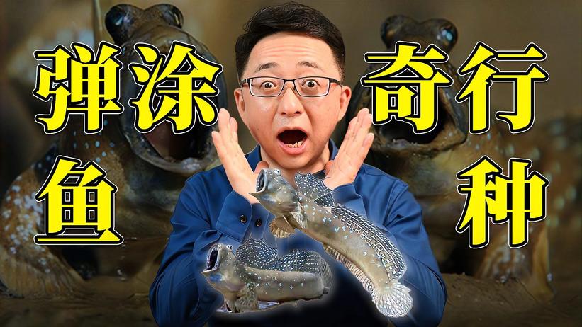 喜欢往陆地跑的鱼类“奇行种”，还没进化好，就要被吃光了？
