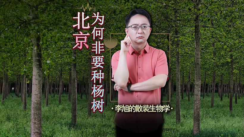 北京为什么非要种杨树：曾经拯救 800 万北京人